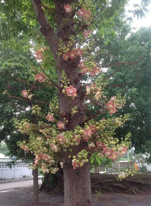 Cây sala,Sa La,sala,cay sala,cây ngọc kỳ lân,cay ngoc ky lan,cây đầu lân,cây hàm rồng,cây sala,Couroupita guianensis