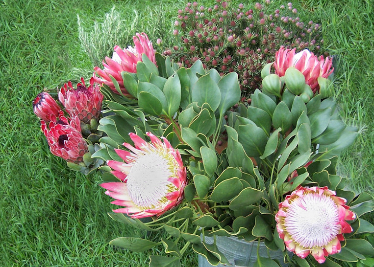 Hoa protea,king protea,quốc hoa Nam Phi,Honeypot,hoa bình mật,King Sugar Bush,Đường thảo Hoàng đế