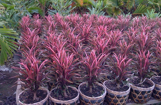 Cây ánh dương - hồng phát tài