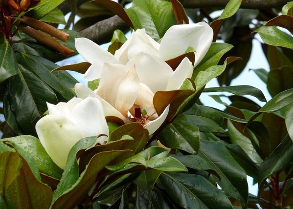 Vàng tâm,cây vàng tâm,Magnolia fordiana,Manglietia fordiana,họ mộc lan,mộc lan,Magnoliaceae,cây công trình,cây ven đường