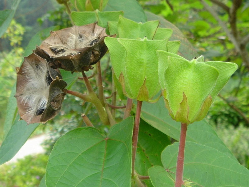 Cây tai mèo,tai mèo,cây bất thực,Abroma augusta,họ cẩm quỳ,Malvaceae