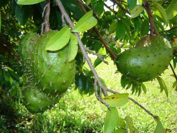Mãng cầu Xiêm,mãng cầu gai,na Xiêm,na gai,Annona muricata