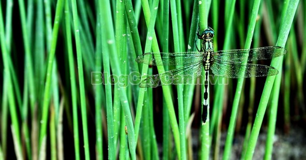 Cây Cỏ Bàng (Cây cói bàng),cỏ bàng, công dụng của cây cỏ bàng, cây cỏ bàng, cây bàng, cây cói bàng, Lepironia articulata, chi Lepironia, họ Cói,Cyperaceae,