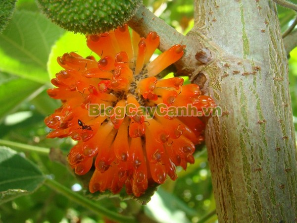Cây Dướng,cây dướng, cây ró, cây cốc, cây cấu, cây dâu giấy, họ dâu tằm, họ Moraceae, cây dó, tên khoa học Broussonedia Papyrifera (L) Vent.,hình ảnh cây dướng, cây dướng chữa bệnh, công dụng của cây dướng, tác dụng của cây dướng, cay duong,