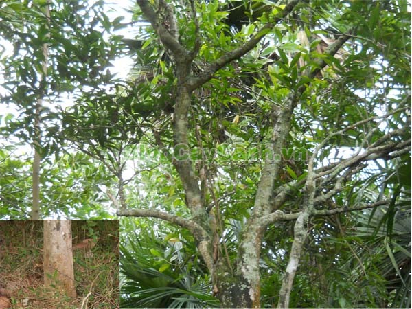 Cây Rau Sắng,cây rau sắng, cay rau sang, công dụng của cây rau sắng, cây mì chính, rau ngọt, cây rau ngót rừng, cây rau ngót quế, cây lai cam, cây tắc sắng, Melientha suavis,