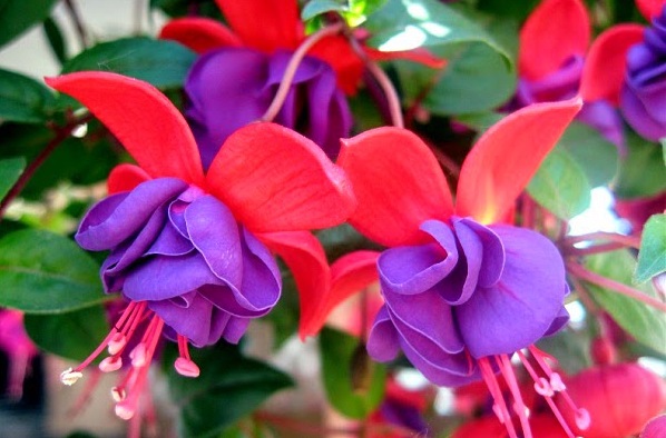 hoa đèn lồng,hoa lồng đèn,hồng hoa đăng,cây lồng đèn,Fuchsia magellanica,họ Anh thảo chiều,họ Nguyệt kiến thảo,họ Rau dừa nước,họ Rau mương,Onagraceae