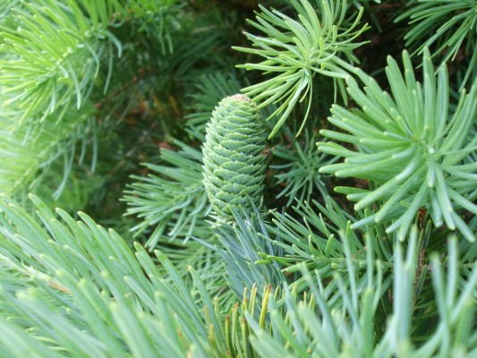 Du sam,du sam đá vôi,ngô tùng,thông dầu,tô hạp đá vôi,mạy kinh,keteleeria davidiana