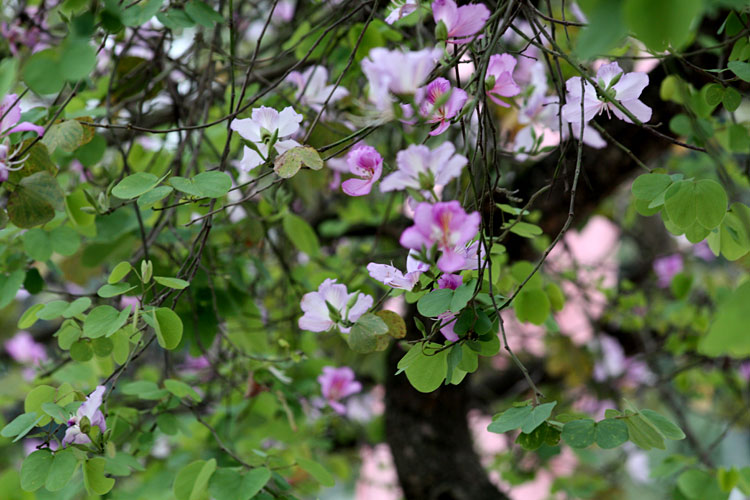 Hoa ban,hoa ban trắng,hoa ban tím,hoa ban hồng,hoa móng bò sọc,hoa ban tây bắc,hoa ban trắng tây bắc,chuyện tình hoa ban
