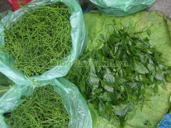 Cây Rau Sắng,cây rau sắng, cay rau sang, công dụng của cây rau sắng, cây mì chính, rau ngọt, cây rau ngót rừng, cây rau ngót quế, cây lai cam, cây tắc sắng, Melientha suavis,