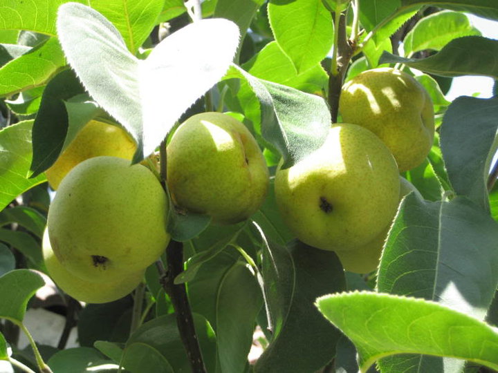 Cây lê,quả lê,Pyrus