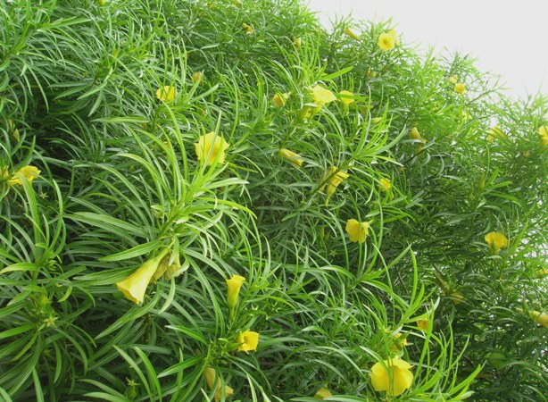 Thông thiên,huỳnh liên,trúc đào hoa vàng,hoàng hoa giáp trúc đào,Thevetia peruviana,Cascabela thevetia,họ trúc đào,trúc đào