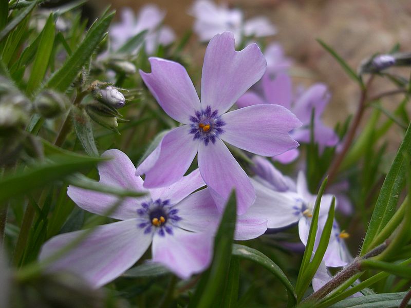 Hoa phlox,phlox,thiên lam tú cầu,phúc lộc khảo,móng rồng,phlox trơn,phlox leo,phlox cát,phlox rêu,phlox thảo nguyên,Phlox glaberrima,Phlox stolonifera