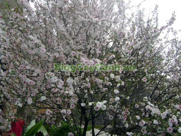 Cây Nhất Chi Mai (Cây Mai Trắng),cây nhất chi mai, họ hoa hồng, Prunus mume Sieb. & Zucc,cây bạch mai, cây hàn mai, cây lưỡng nhị mai, cây nhị độ mai, cây mai trắng, hình ảnh cây nhất chi mai, cây nhất chi mai chữa bệnh, cây nhất chi mai chơi tết, cây mai trắng,