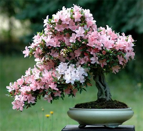 hoa đỗ quyên,Cây đỗ quyên,Cây đỗ quyên bonsai,đỗ quyên bonsai