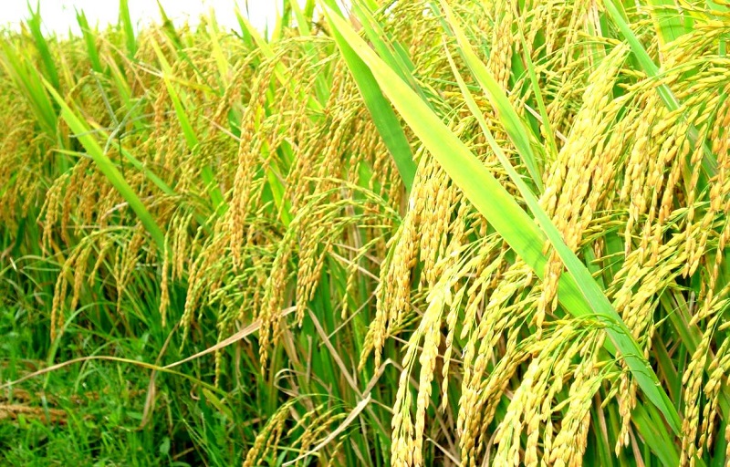 Cây lúa,lúa,Oryza sativa,Oryza glaberrima,họ hòa thảo,họ lúa,họ cỏ,Poaceae,cây lương thực,cây ngũ cốc,ngũ cốc,lục cốc,ruộng bậc thang,ruộng bậc thang Hoàng Su Phì