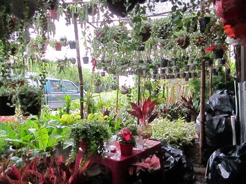 Cây xanh Đà Nẵng
