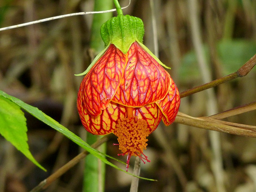 Hoa bụp lồng đèn,bụt lồng đèn,bụp lồng đèn,hoa dâm bụt,hoa râm bụt,bông bụt,bông bụp,Abutilon pictum,Flowering Maple,họ cẩm quỳ,Malvaceae