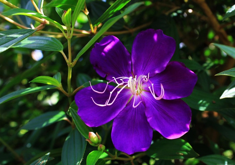 Hoa mua,hoa tím,hoa mua Đà Lạt,đồi hoa mua Đà Lạt,các loài hoa mua,cây hoa,cây bụi,Melastoma,Melastomataceae