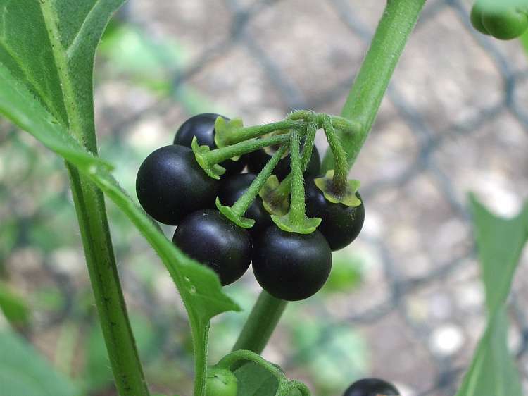 Cây lu lu,lu lu,lu lu đực,nụ áo,thù lu đực,cà đen,long quỳ,solanum nigrum,họ cà,solanaceae,lu lu chữa bệnh,bài thuốc từ cây lu lu