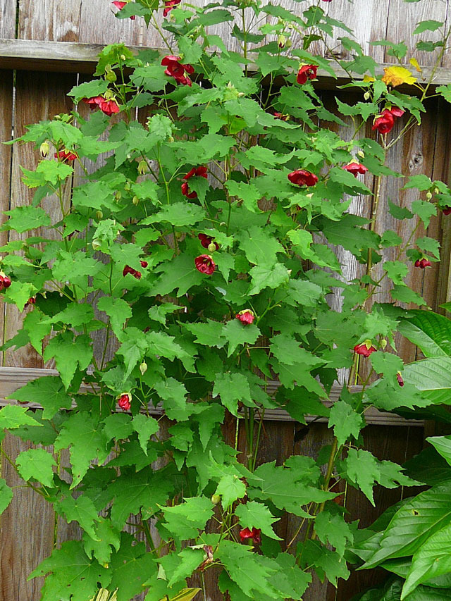 Hoa bụp lồng đèn,bụt lồng đèn,bụp lồng đèn,hoa dâm bụt,hoa râm bụt,bông bụt,bông bụp,Abutilon pictum,Flowering Maple,họ cẩm quỳ,Malvaceae