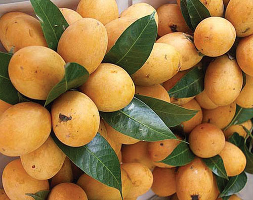 Thanh trà,cây thanh trà,Bouea gandaria Blume,Bouea macrophylla Griff,Anacardiaceae,Sapindales,Marian plum,Gandaria,Marian mango,Plum mango,cây ăn quả