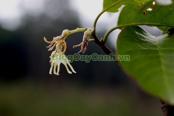 Cây Chò Đen,cây chò đen, Parashorea stellata Kurz., thuộc họ Dầu, họ Dipterocarpaceae, cây chò, chò đen, cay cho den,