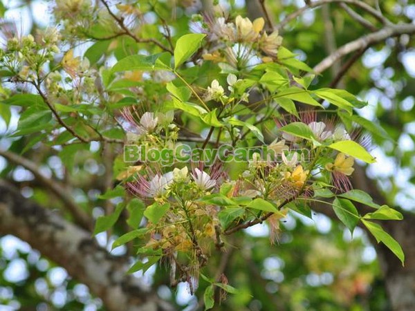 Cây Bún,cây bún, chi Crateva, họ Bạch hoa, Màn Màn,capparaceae,họ Cáp, hình ảnh cây bún, cách chăm sóc cây bún,đặc điểm cây bún, cây bún hà nội, bún nước, cay bun,