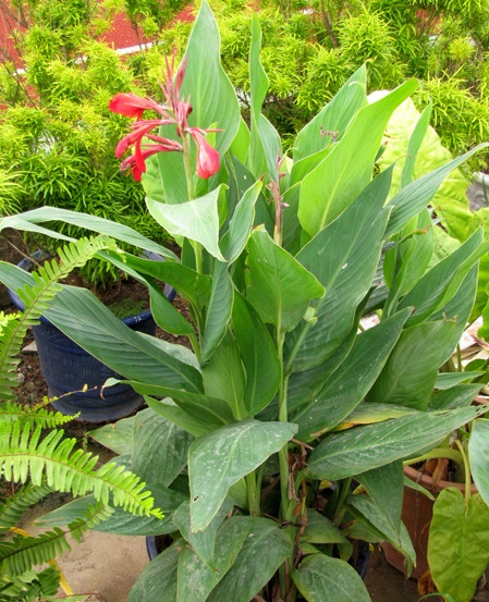 Cây dong cảnh,cây dong