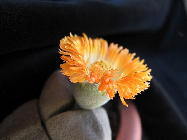 Hoa sỏi,cây hoa sỏi,Lithopturbuniformis,họ phiên hạnh,Aizoaceae,Ficoidaceae