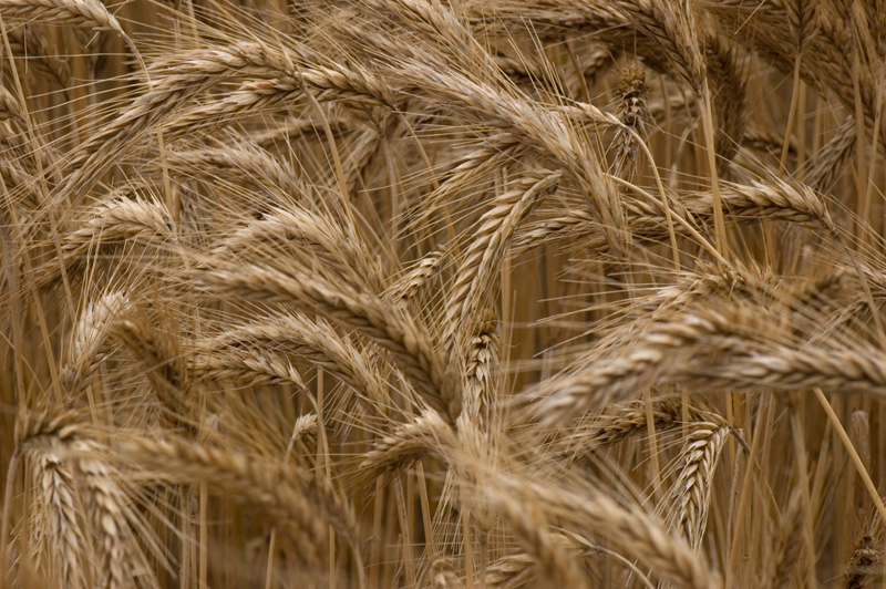 Cây đại mạch,cây lúa mạch,Hordeum vulgare,họ lúa,họ hòa thảo,poaceae,công dụng của đại mạch,cây lương thực
