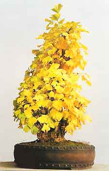 Cây bạch quả - ngân hạnh bonsai