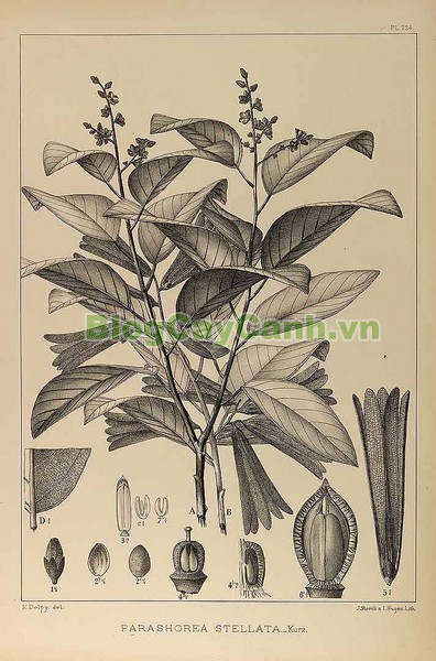 Cây Chò Đen,cây chò đen, Parashorea stellata Kurz., thuộc họ Dầu, họ Dipterocarpaceae, cây chò, chò đen, cay cho den,