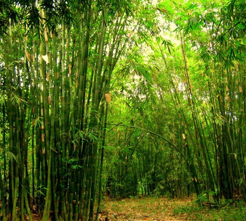 Cây tre,bộ Hòa thảo,phân họ Tre,tông Tre,Bambuseae,bamboo,cây phong thủy,cây ngoại thất,cây ngày Tết