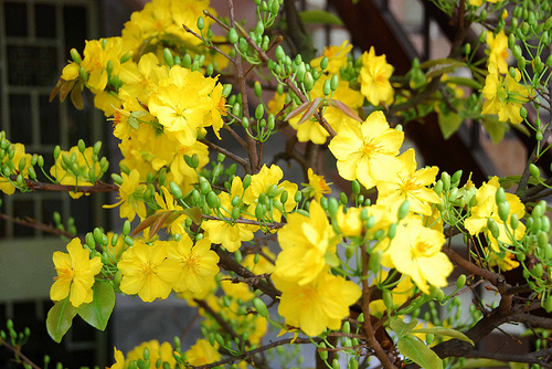 Hoa mai,cây mai,cành mai,hoa mai ngày Tết,sự tích hoa mai,sự tích hoa mai ngày Tết,Tết,Tết Nguyên Đán