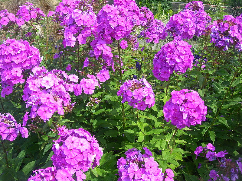 Hoa phlox,phlox,thiên lam tú cầu,phúc lộc khảo,móng rồng,phlox trơn,phlox leo,phlox cát,phlox rêu,phlox thảo nguyên,Phlox glaberrima,Phlox stolonifera
