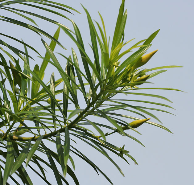 Thông thiên,huỳnh liên,trúc đào hoa vàng,hoàng hoa giáp trúc đào,Thevetia peruviana,Cascabela thevetia,họ trúc đào,trúc đào