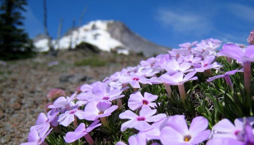 Hoa phlox,phlox,thiên lam tú cầu,phúc lộc khảo,móng rồng,phlox trơn,phlox leo,phlox cát,phlox rêu,phlox thảo nguyên,Phlox glaberrima,Phlox stolonifera