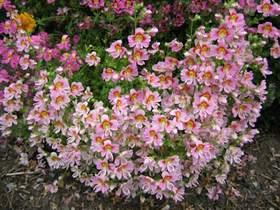 Hoa nga điệp,hoa đẹp,hoa Đà Lạt,Schizanthus
