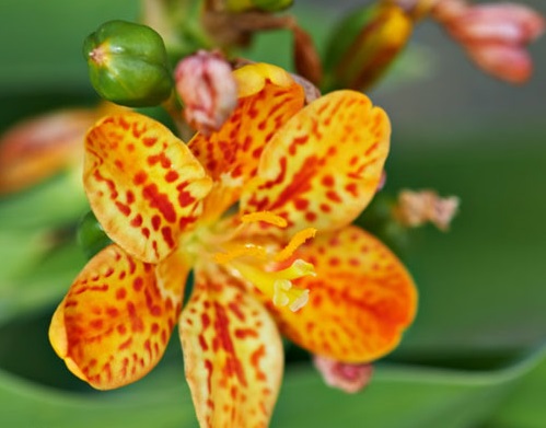 Cây rẻ quạt,rẻ quạt,xạ can,cây xạ can,biển trúc,Belamcanda chinensis,cây hoa đẹp,cây chữa bệnh