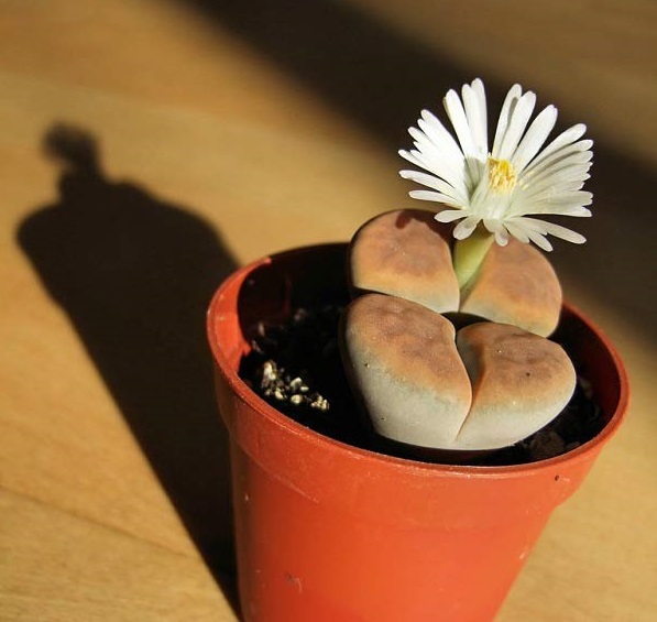 Hoa sỏi,cây hoa sỏi,Lithopturbuniformis,họ phiên hạnh,Aizoaceae,Ficoidaceae