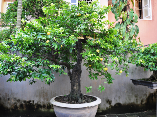 Cây Thị