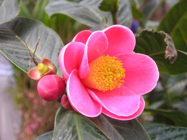 Hải đường,cây hải đường,hoa hải đường,cây ngày Tết,ý nghĩa hoa hải đường,sự tích hoa hải đường