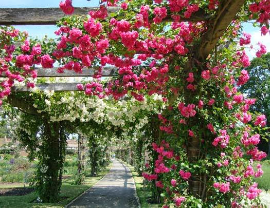 Hoa hồng leo,hoa hong leo,hồng leo,hồng dây,hoa hồng,hồng tường vi,hồng tầm xuân,hồng dây hoa trắng,cây leo,cây hoa,cây giàn leo,cây trang trí sân vườn,cây trang trí hàng rào