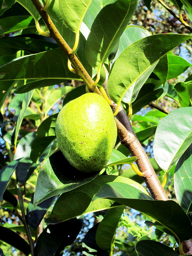Bình bát,cây bình bát,cây nê,na xiêm,cây tim bò,annona reticulata,quả bình bát