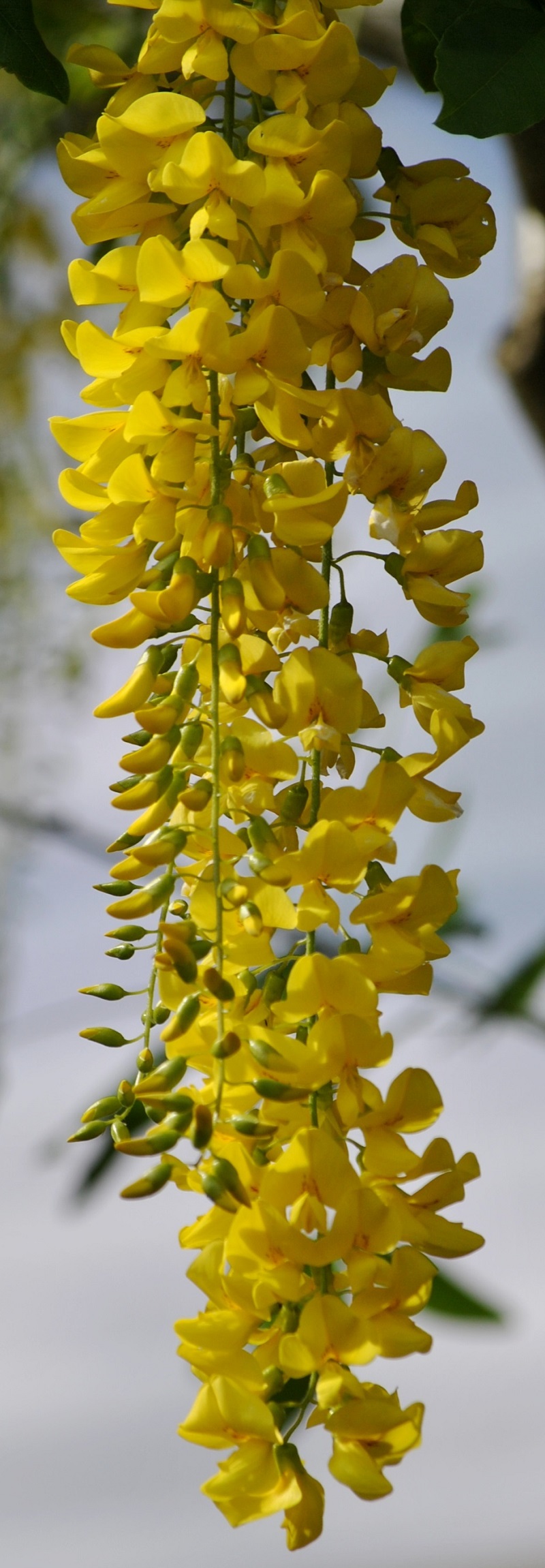 Cây chuỗi vàng,cay chuoi vang,cây kim tước,chuỗi vàng,Golden Chain,Golden Chain Flowers,Kingusari,Laburnum,họ đậu,Fabaceae