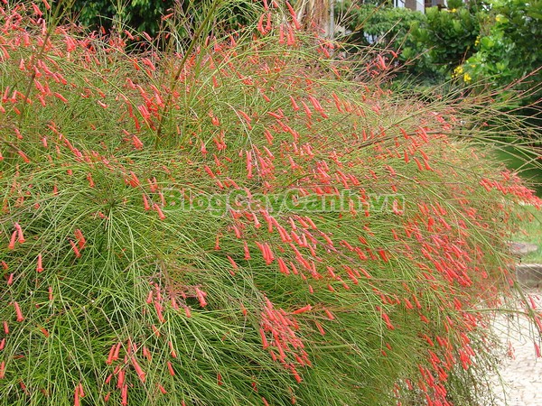 Cây Liễu Tường Hoa Đỏ,cây liễu tường hoa đỏ, họ Hoa mõm sói , Scrophulariaceae., hình ảnh cây liễu tường hoa đỏ, Russelia equisetifomis Schlecht. et Cham., cay lieu hoa do, cây hoa xác pháo, cây xác pháo,