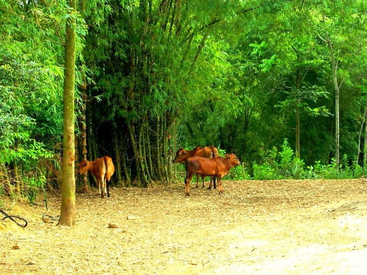 Cây tre,bộ Hòa thảo,phân họ Tre,tông Tre,Bambuseae,bamboo,cây phong thủy,cây ngoại thất,cây ngày Tết