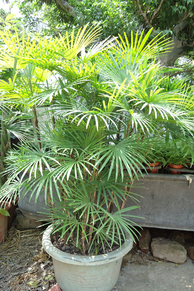 Trúc mây Đài Loan,mật cật Đài Loan,cây trúc mây,cây trúc mây Đài Loan