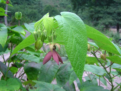 Cây tai mèo,tai mèo,cây bất thực,Abroma augusta,họ cẩm quỳ,Malvaceae