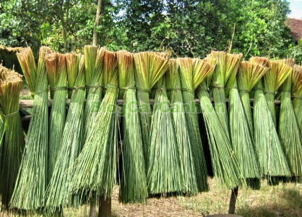 Cây Cỏ Bàng (Cây cói bàng),cỏ bàng, công dụng của cây cỏ bàng, cây cỏ bàng, cây bàng, cây cói bàng, Lepironia articulata, chi Lepironia, họ Cói,Cyperaceae,